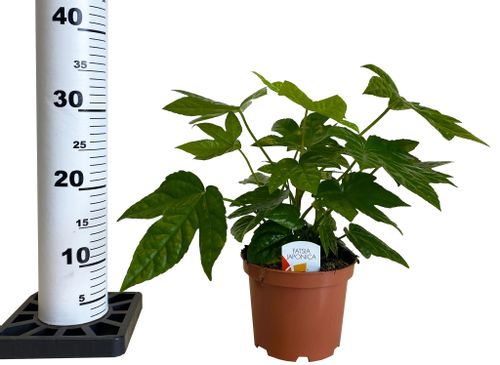 FATSIA doniczkowa 35cm na Arena.pl