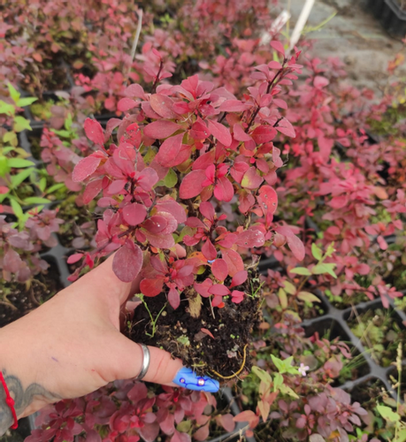 Berberys Thunberga BAGATELLE 10-30cm Rubinowy Skarb na Arena.pl