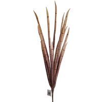 Gałązka pianka wężownica brązowa