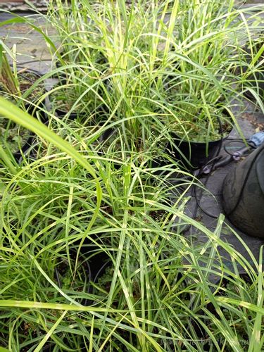 Miskant chiński Strictus Dwarf karłowy w paski na Arena.pl