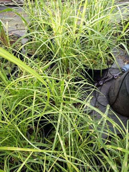 Miskant chiński Strictus Dwarf karłowy w paski zdjęcie 2