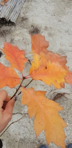 Dąb czerwony SADZONKI 120/150cm Quercus Rubra na Arena.pl