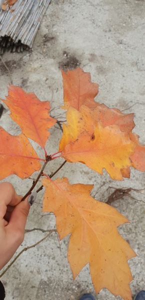 Dąb czerwony SADZONKI 80/120cm Quercus Rubra zdjęcie 2