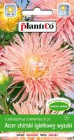 NASIONA Kwiatów Aster Chiński Igiełkowy Łososiowy Ewa 1g Kwiaty 410459