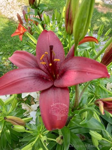 Lilia azjatycka Crimson Pixie na balkon i taras na Arena.pl