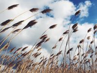 FOTOTAPETA KWIATY ŁĄKA POLE KŁOSY