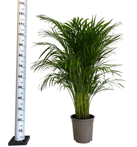 PALMA AREKA (ARECA) 120 cm na Arena.pl