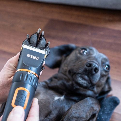 MASZYNKA DO STRZYŻENIA PSÓW PSA KOTA RAGI PROFESJONALNA CICHA BEZPRZEWODOWA na Arena.pl