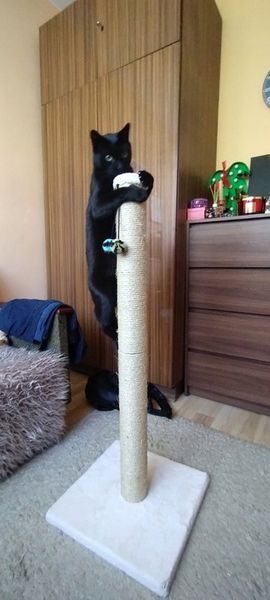 DRAPAK KOTA nr 03 , stopka 100 cm , DUŻY KOT zdjęcie 9