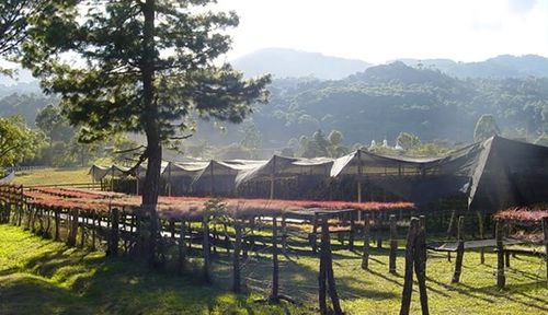 TILLANDSIA, OPLĄTWA X 6 SZT, NA START ! airplant na Arena.pl