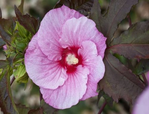 HIBISKUS bylinowy SUMMER STORM różowy hibiscus 2L na Arena.pl