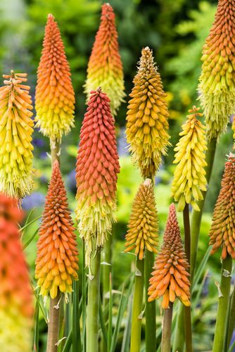 Trytoma groniasta 'Flamenco' Afrykańska Płonąca Pochodnia Kniphofia uvaria na Arena.pl