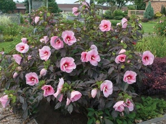 HIBISKUS bylinowy SUMMER STORM różowy hibiscus 2L na Arena.pl