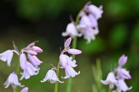 Cebulica różowa - Scilla campanulata