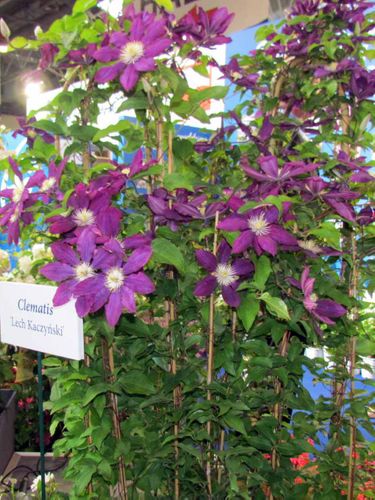 Powojnik Clematis Lech Kaczyński C2 E na Arena.pl