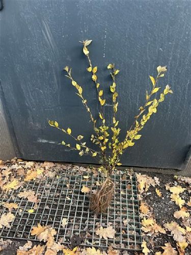 IRGA żywopłot - sadzonki 40 / 60 cm na Arena.pl