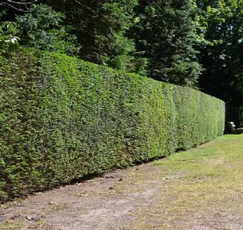 Cis pospolity duża sadzonka na Arena.pl