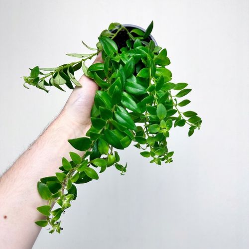 Aeschynanthus Caroline Eszynanthus don.9cm na Arena.pl