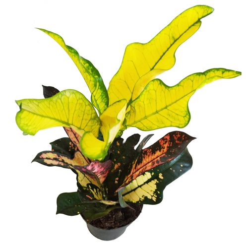 Kroton WILM 40cm na Arena.pl