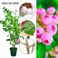 Borówka Pink Lemonade różowe owoce KRZEW 60-90 cm