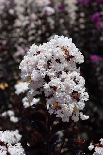 LAGERSTROEMIA BIAŁA czerwony liść - sadzonki 50 / 70 cm na Arena.pl