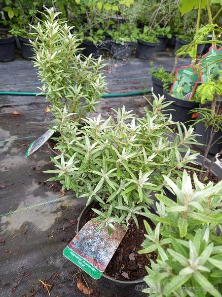 Rokitnik Hikul pełne witamin zdjęcie 5