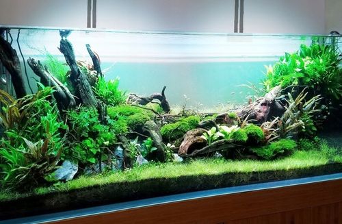 Świetlówka LED oświetlenie AKWARIUM 8520 50cm na Arena.pl