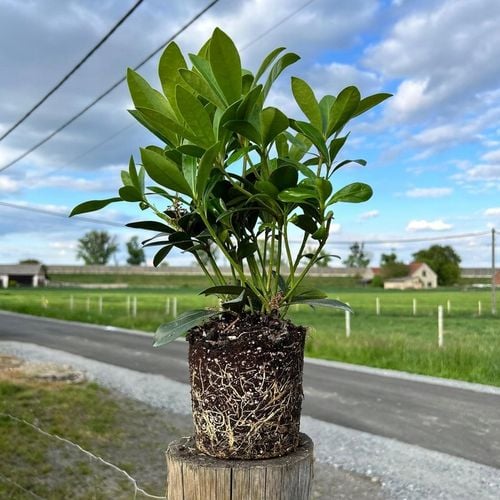 SKIMIA JAPOŃSKA Duże Sadzonki 1L 'Rubella' na Arena.pl