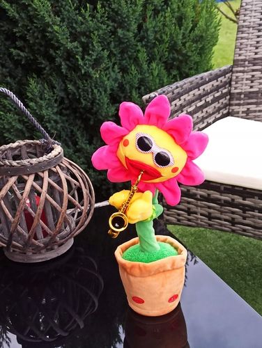 ŚPIEWAJĄCY TAŃCZĄCY KWIATEK z saksofonem SŁONECZNIK JAK KAKTUS na Arena.pl