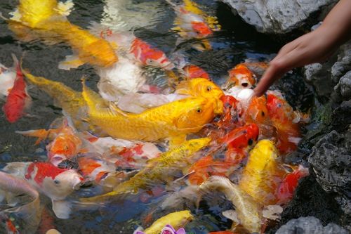 POKARM DLA RYB KOI KARPI KARMA MIX OCZKO WODNE 20L na Arena.pl