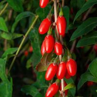 Jagoda Goji 'Big Berry' Duże owoce (Lycium barbarum) Doniczka 2.0L