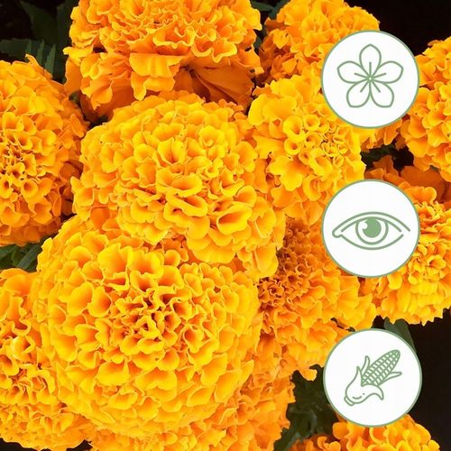 LUTEINA 40mg + ZEAKSANTYNA 8mg Oczy Zdrowy Wzrok Wysoka Dawka 100 dni na Arena.pl