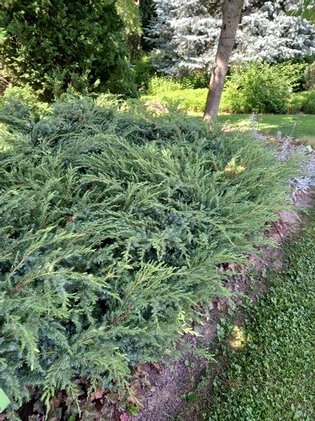 Jałowiec nadbrzeżny - Juniperus conferta Schlager zdjęcie 2