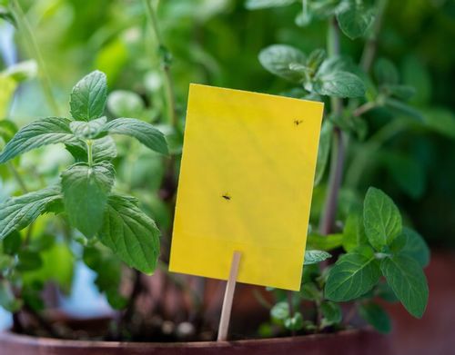 LEP DO DONICZEK SZKLARNI NA MSZYCE ZIEMIÓRKI MUSZKI MRÓWKI NO PEST (60 SZT) na Arena.pl