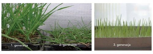 Trawa SOS QUICK REPAIR 1KG na Arena.pl