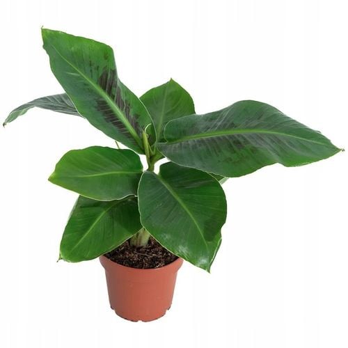 Musa acuminata Bananowiec - EGZOTYCZNY BANAN W DOMU - Duże Liście na Arena.pl