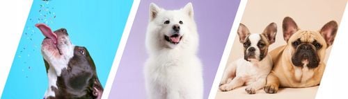 2Dog Cygara ZAJĄC 1 kg na Arena.pl