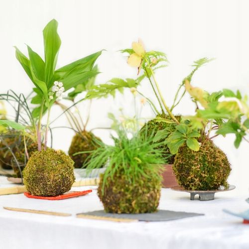 Mech Sphagnum 8L Besgrow Spagmoss Classic torfowiec 100G podłoże pH na Arena.pl