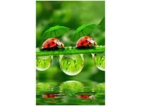 40X60CM BIEDRONECZKI OBRAZ