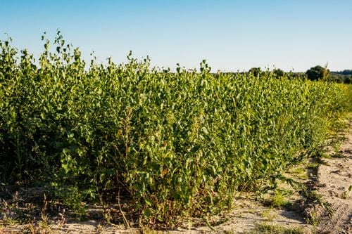 BRZOZA BRODAWKOWATA sadzonki 50-90 cm 100 sztuk na Arena.pl