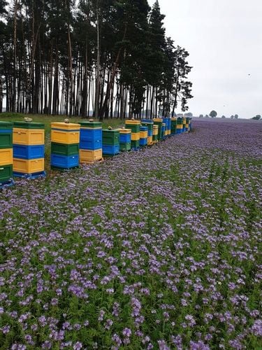 Miód Faceliowy 1100g naturalny świeży dla dzieci na Arena.pl