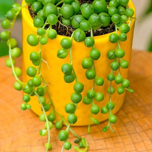 Senecio Rowleyanus - ZIELONY SZNUR KORALI - Niespotykany Starzec na Arena.pl