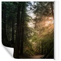 Fototapeta Las Zachód Słońca NATURA do Sypialni 315x210