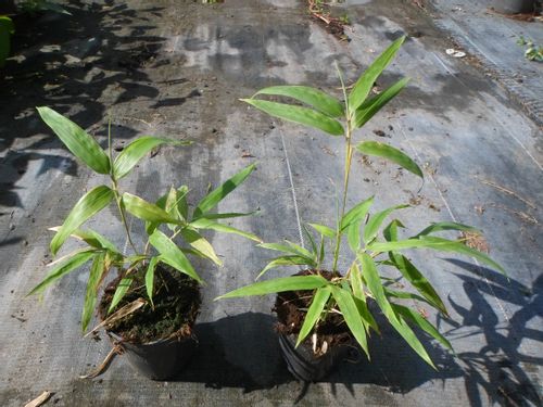 Bambus czarny drzewiasty Nigra mrozoodporny 50-70cm C2 na Arena.pl