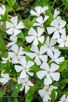 Barwinek pospolity Alba - Vinca minor