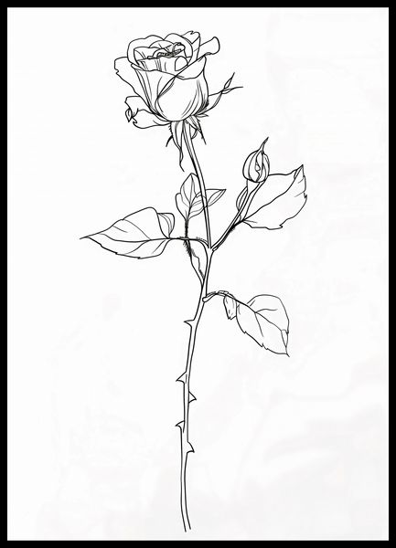 Plakat 50x70cm Kontur Róży zdjęcie 2