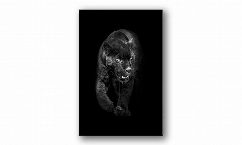 OBRAZ NA PŁÓTNIE 111 Pantera 70x100cm zdjęcie 2