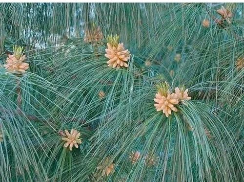 SOSNA HIMALAJSKA długie igły - sadzonki 15 / 25 cm na Arena.pl