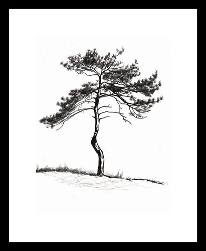 Plakat 15x20cm Samotna Sosna na Arena.pl