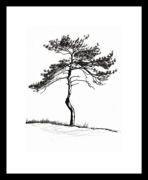 Plakat 15x20cm Samotna Sosna zdjęcie 3